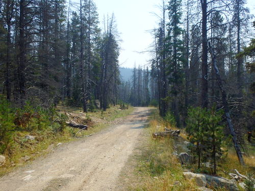 GDMBR: Cycling southward on NF-175, Montana.